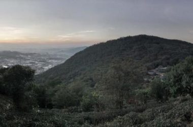 BIM建筑|茂林清泉,焚喷鼻喝茶:茶言不雅舍 / 是合设计工作室-BIM建筑网