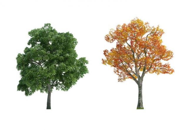 Sketchup素材模型|植物大树景观素材组件 Sketchup素材模型|植物大树景观素材组件