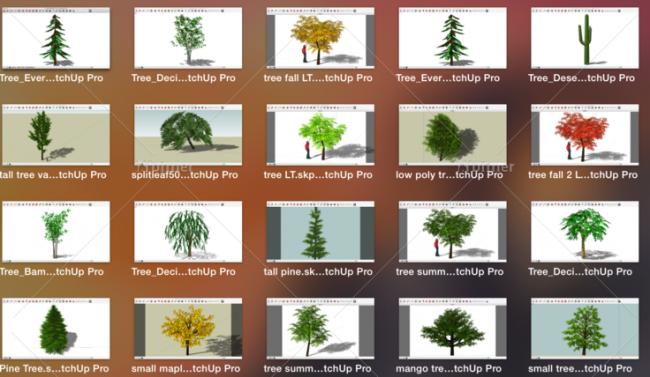 Sketchup素材模型|景观植物树模型组件素材 Sketchup素材模型|景观植物树模型组件素材